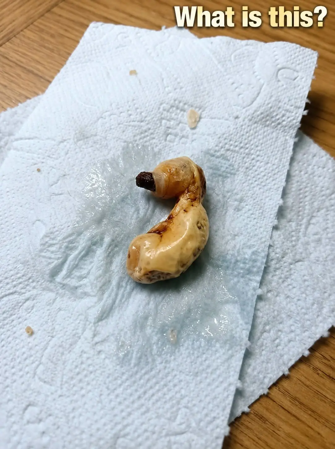 The "Monster" Under the Bed: How a Dusty Pistachio Shell Taught Me About Fear, Laughter, and the Human Brain
