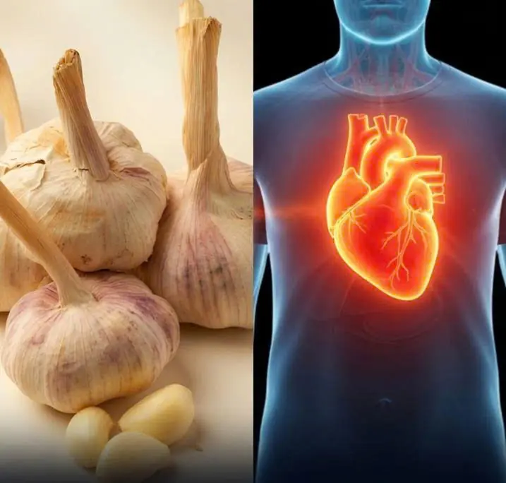 Why Garlic Has Been Studied for Its Potential Health Benefits?