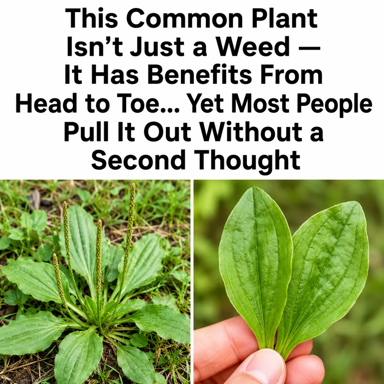 Plantain (Plantago major): Why It’s an Herb and Not a Weed, Uses, Benefits and More