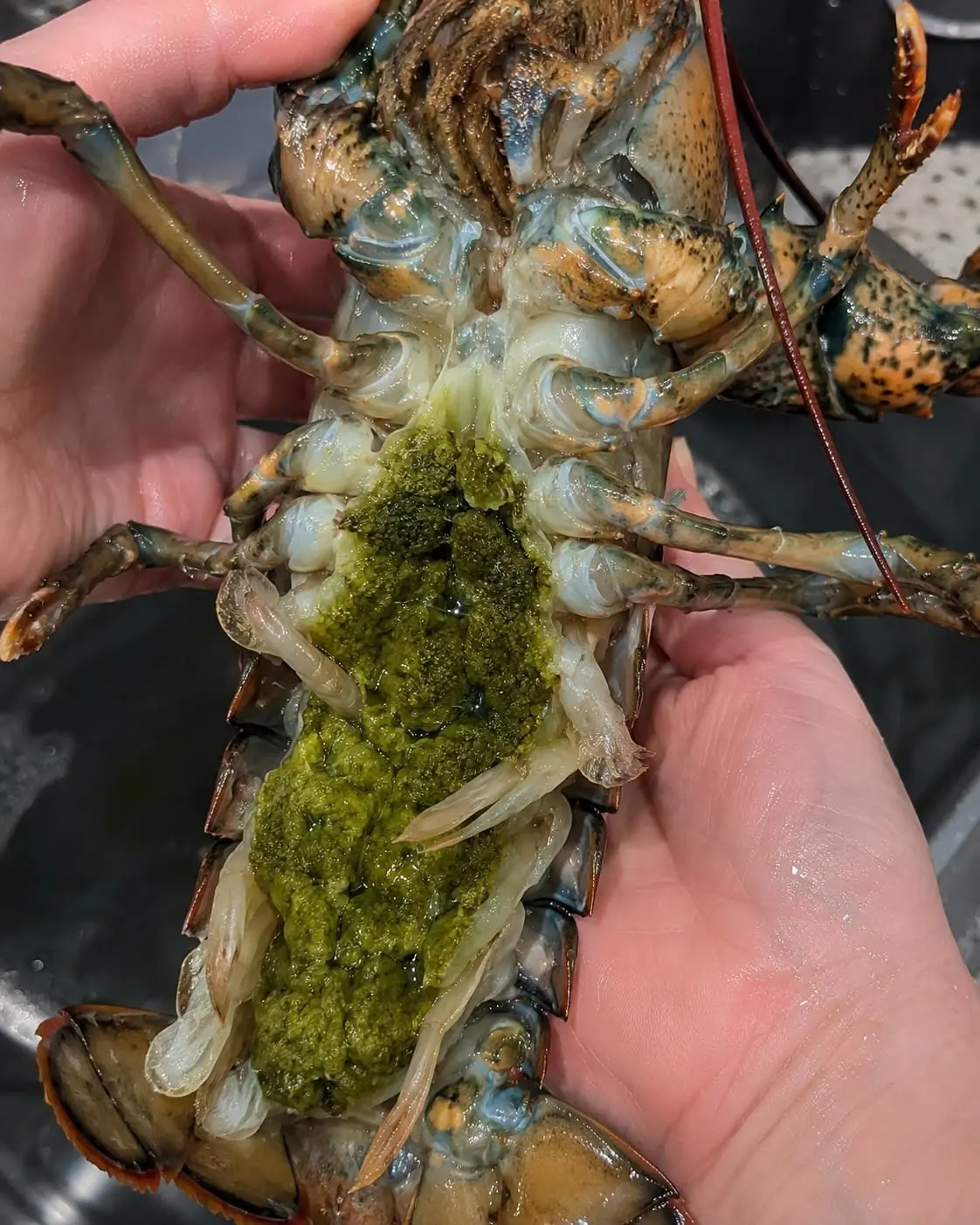 The Mystery of Lobster's Green Goodies (And Why It's Actually a Delicacy)