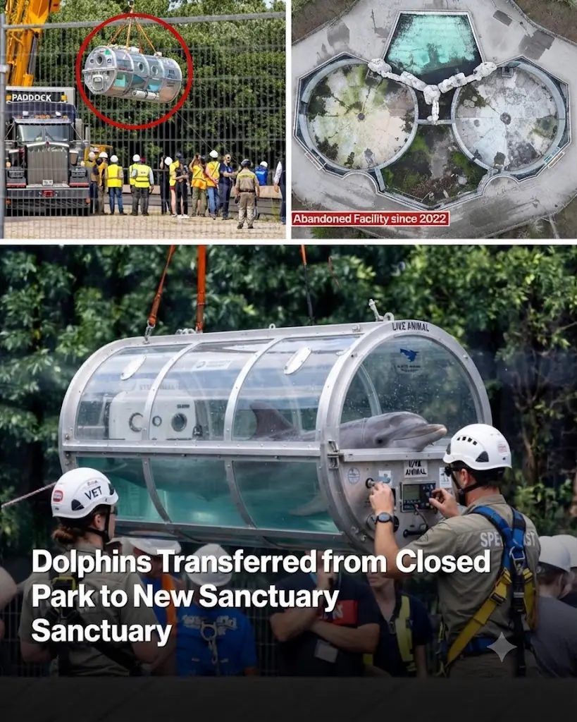 Beluga whales lifted out of defunct theme park to begin journey to new homes in US