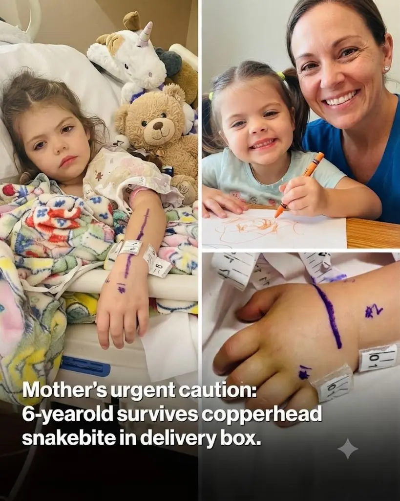 Fatherâs terrifying warning as 3-year-old is bitten by rattlesnake lurking under Amazon package