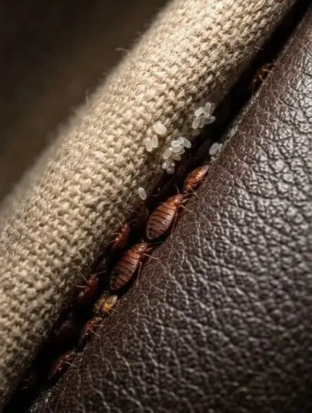 I Discovered This Hidden in a Crack in My Sofa… Please Don't Tell Me These Are Bed Bugs