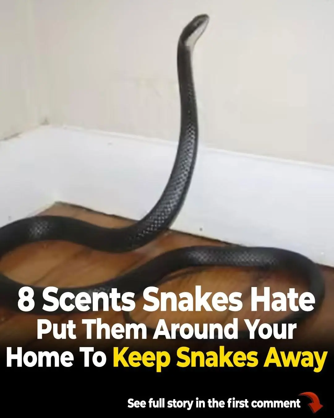 8 Scents That Snakes Hate. Put Them Around Your House to Keep Snakes Away