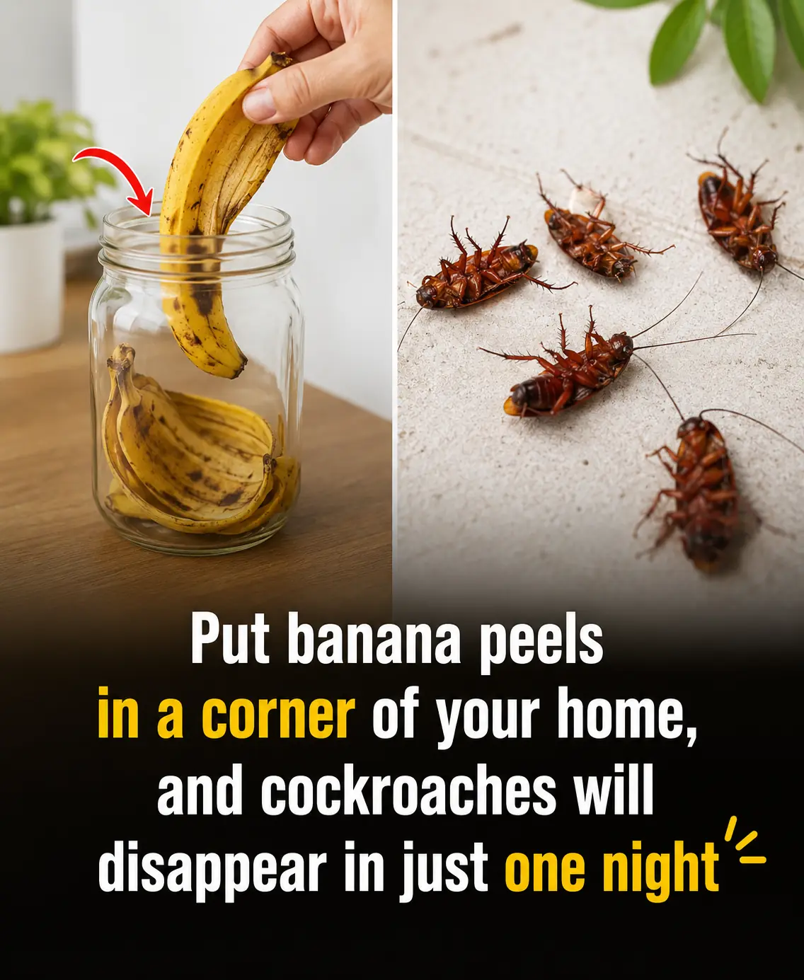 Banana Peel Trick for Cockroaches: A Simple DIY Method Worth Trying