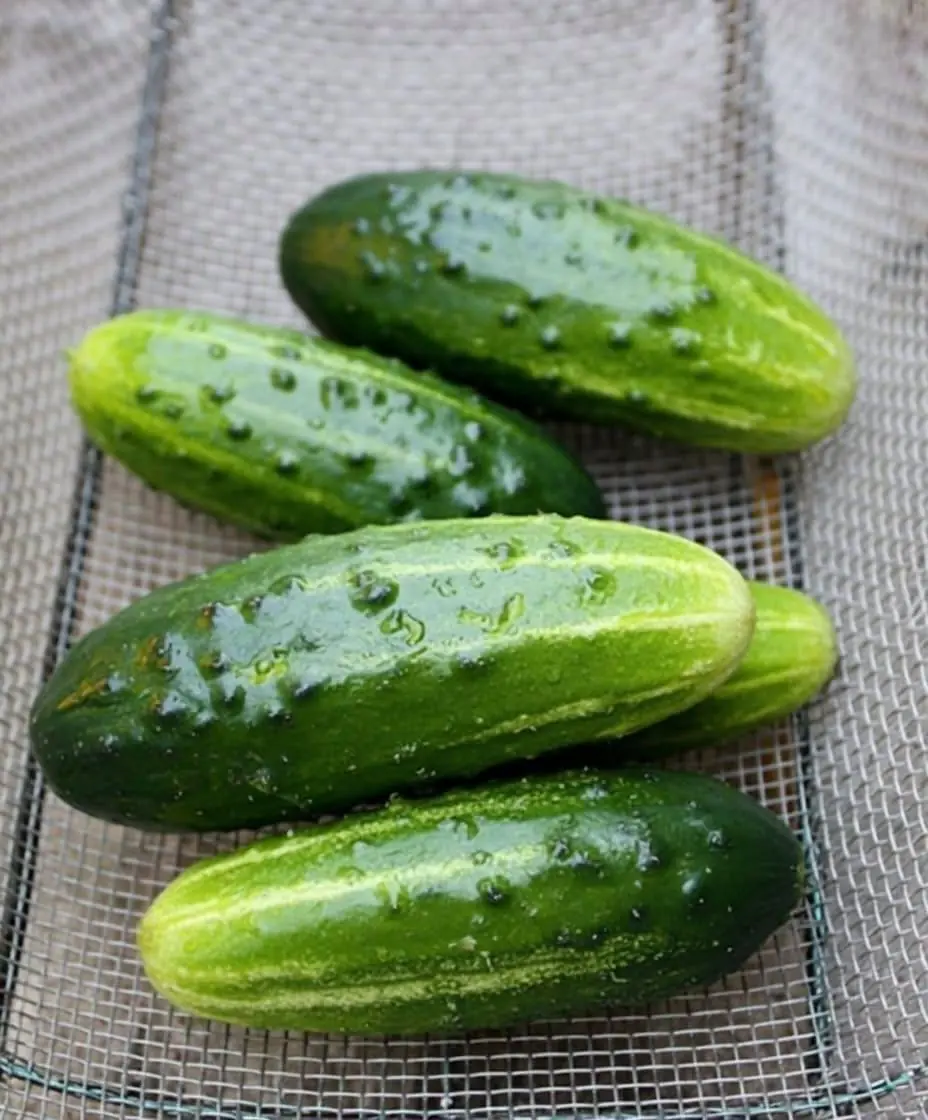 Doctors Reveal What Eating Cucumbers in Salads May Do to Your Body