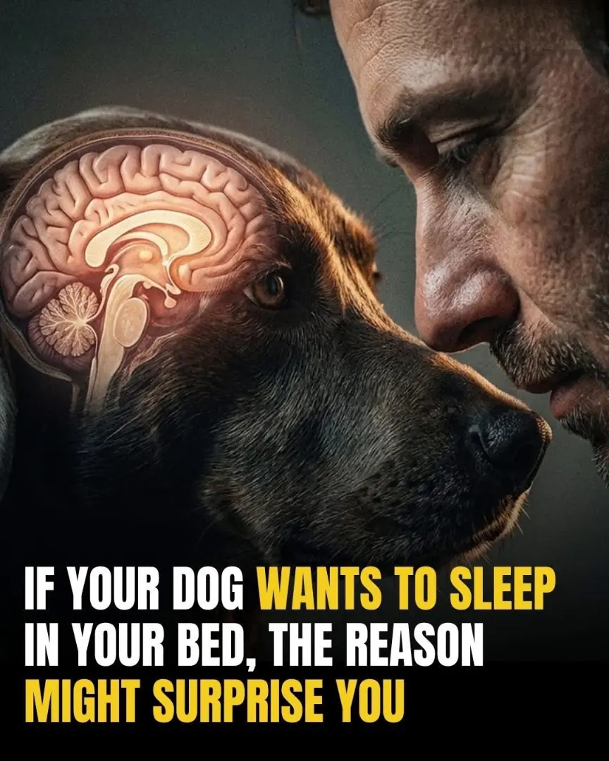 Your Dog Isn’t Stealing Your Bed For The Reason You Think
