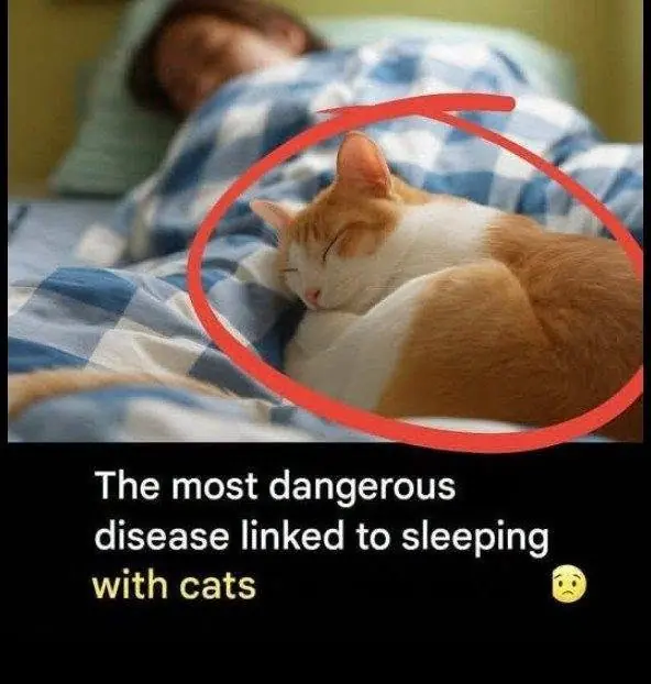Sleeping with Cats