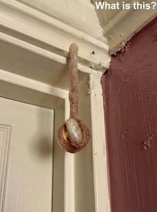 The Hidden Architect: Discovering a Mud Dauber Nest in a Hotel Room (And Why It's a Moment of Wonder, Not Fear)