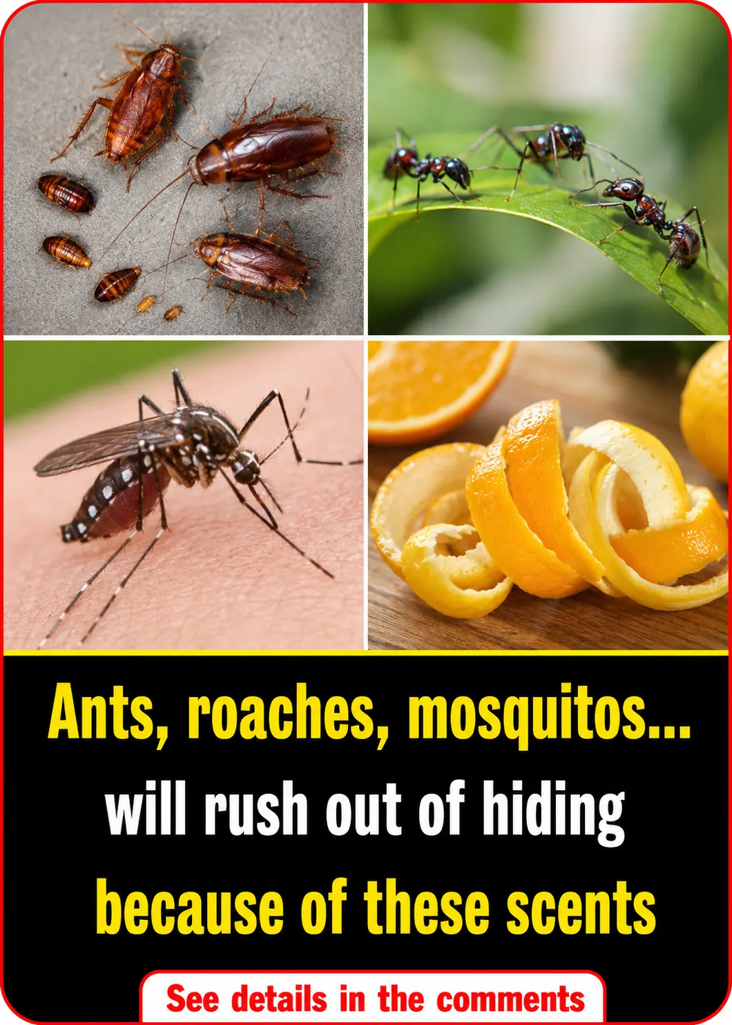 Ants, Cockroaches, and Mosquitoes Will Soon "Move Out" Thanks to These Simple Natural Tricks