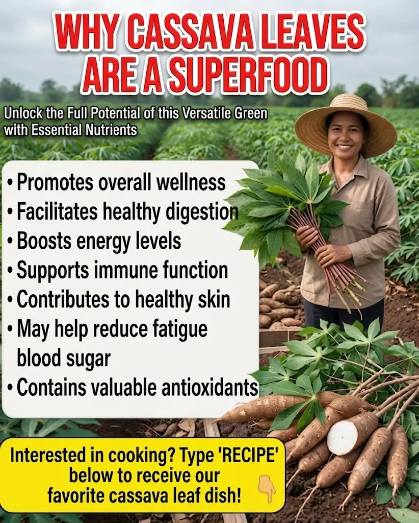 🌿 Cassava Leaves: Nutritional Benefits, Safe Preparation, and Traditional Uses for Everyday Wellness 💚