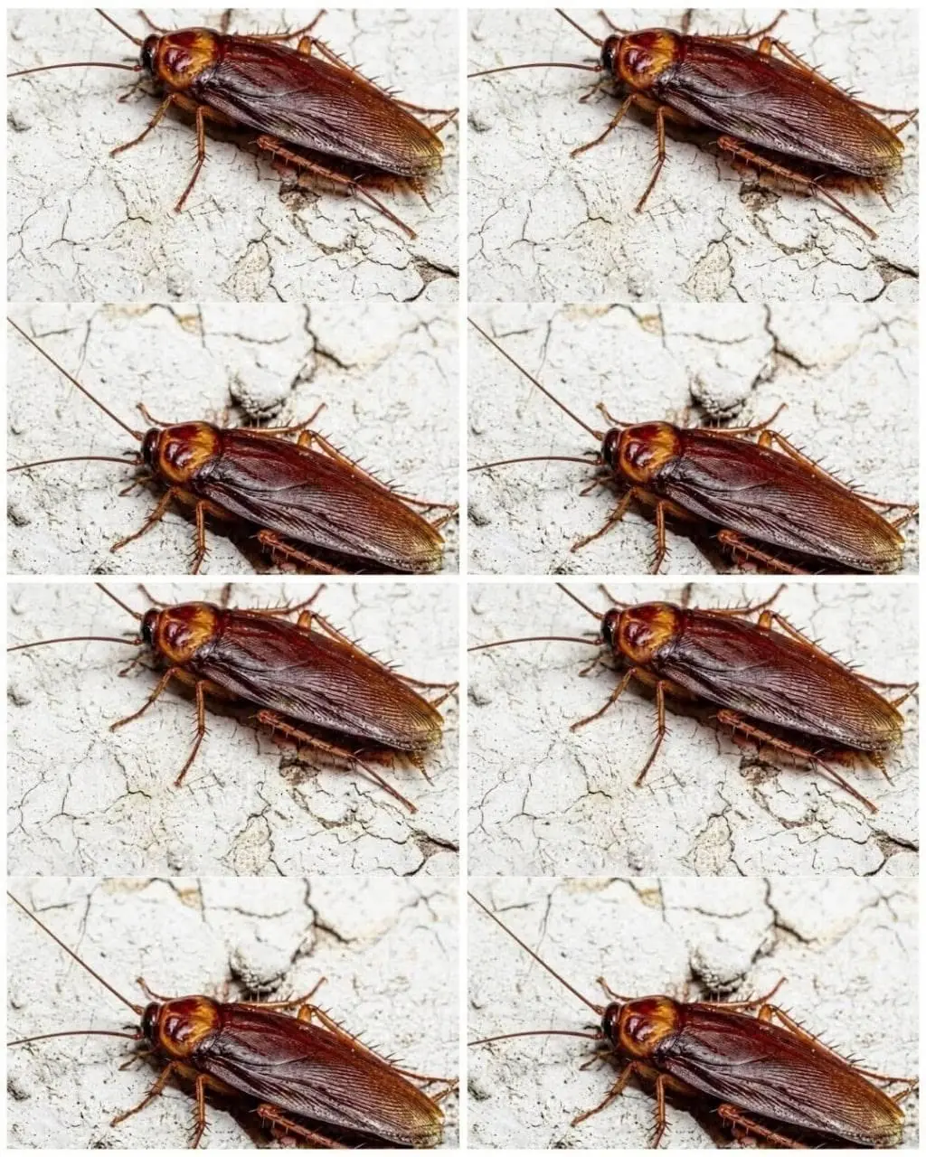 Did you know that if cockroaches come to your home, it's a sign that... see more