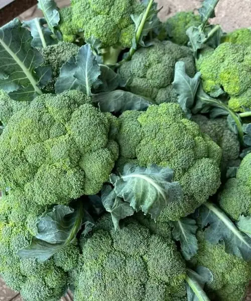 Broccoli: Is It Good for You? Nutrition Facts, Proven Health Benefits (Science Based)