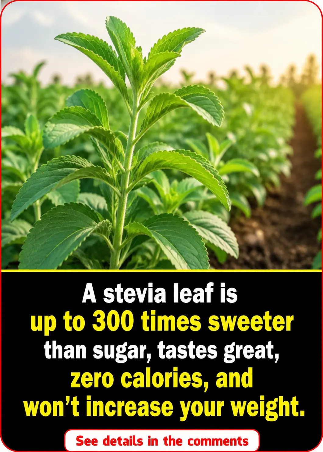 This type of leaf is 300 times sweeter than sugarcane, and its refreshing taste is not fattening or causes weight gain.