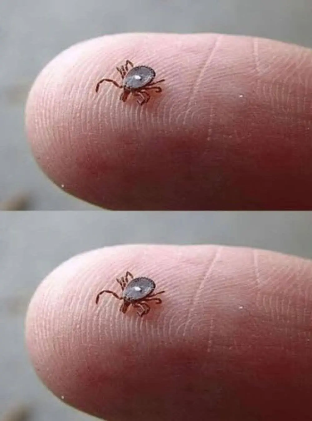 If You Notice This Insect, Follow These Important Steps