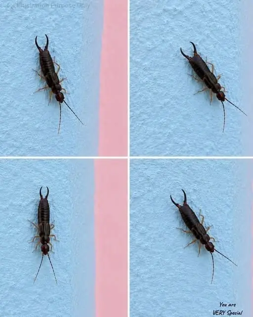 Warning! If You See This Tiny Bug in Your Kitchen, Check Your Pantry Right Away (Here's What to Do Safely and Calmly)