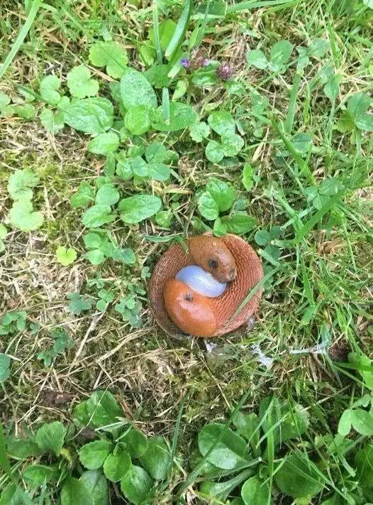 What Are These Things