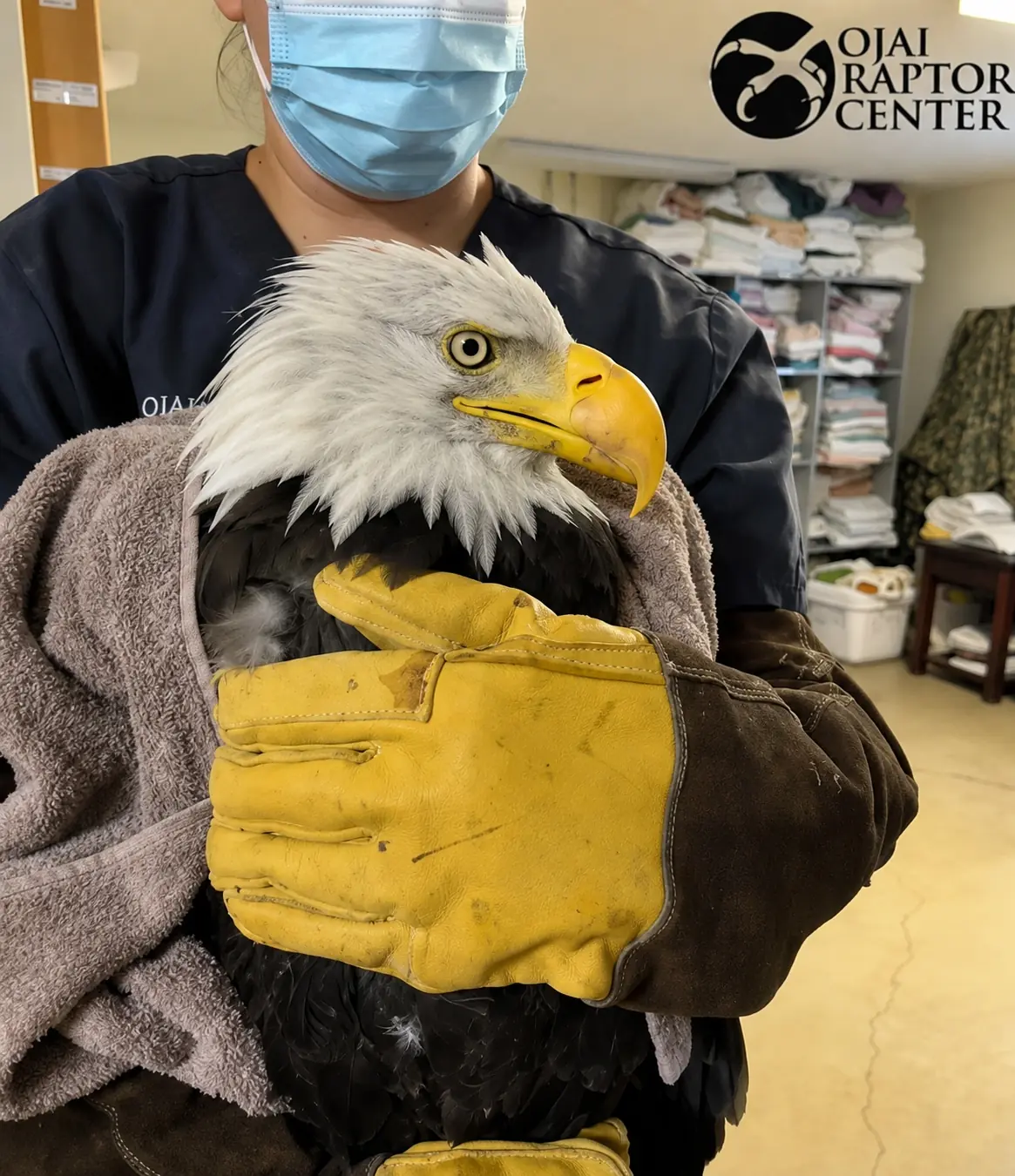 Big Bear bald eagle Jackie's fight for survival continues as mystery illness remains unknown