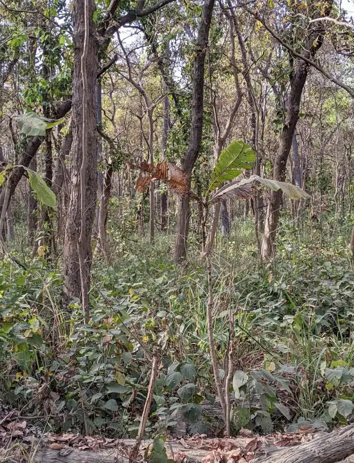 Can You Spot Hidden Tiger In Jungle Photo