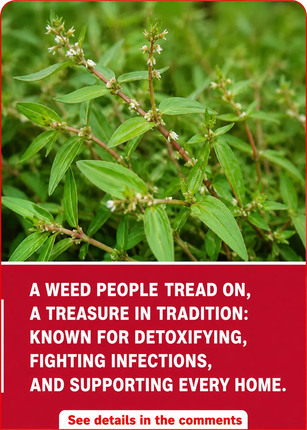 The medicinal herb Vietnamese coriander