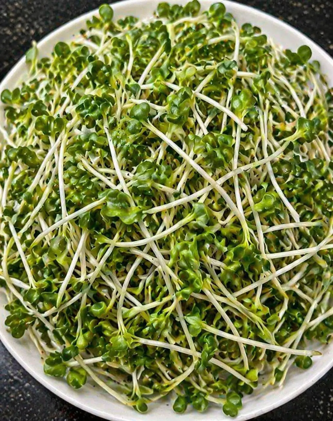 Proven Benefits of Broccoli Sprouts and How to Grow Broccoli Sprouts at Home