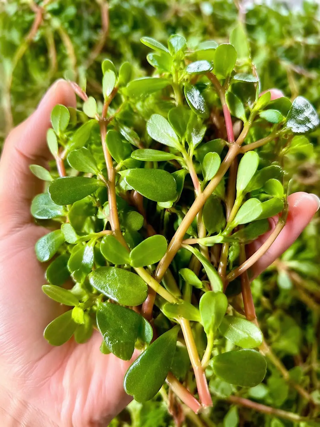 Purslane (Portulaca Oleracea): The Weed with Extraordinary Benefits (Science Based)