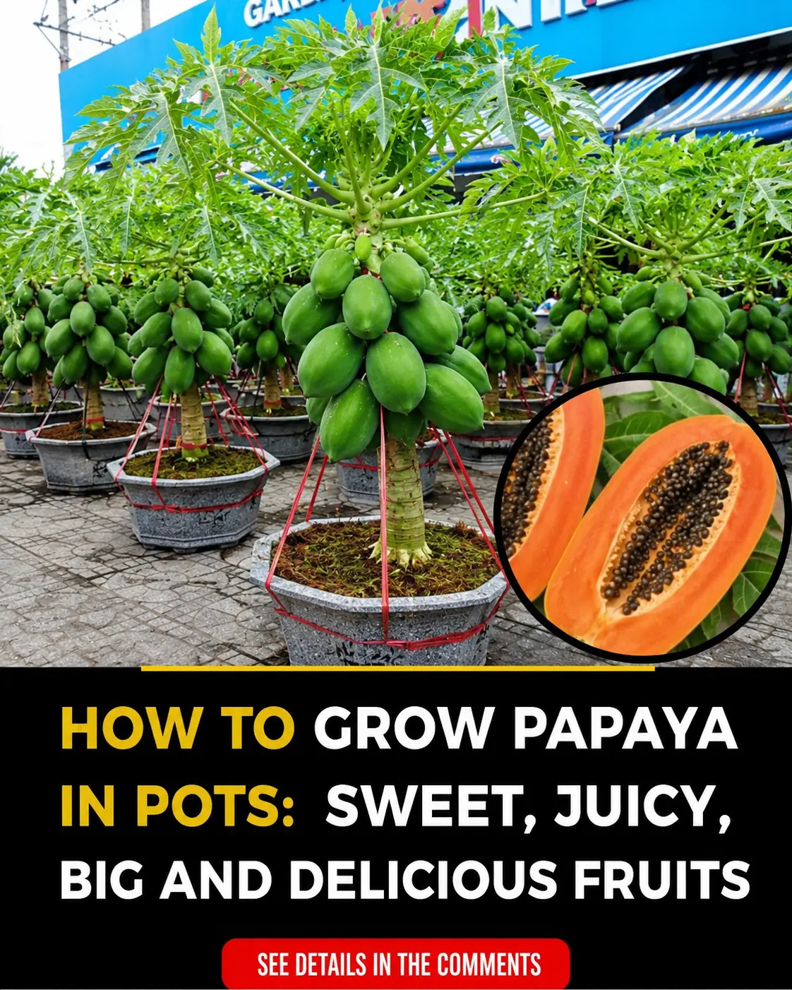 How to grow papaya in pots for abundant, large, and sweet fruit