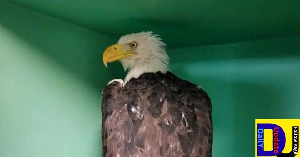 NEW UPDATE: Vets share 'difficult news' about Big Bear bald eagle Jackie
