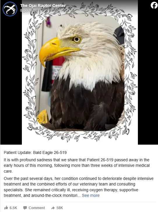 Big Bear's viral eagle Jackie dies after weeks of intensive care