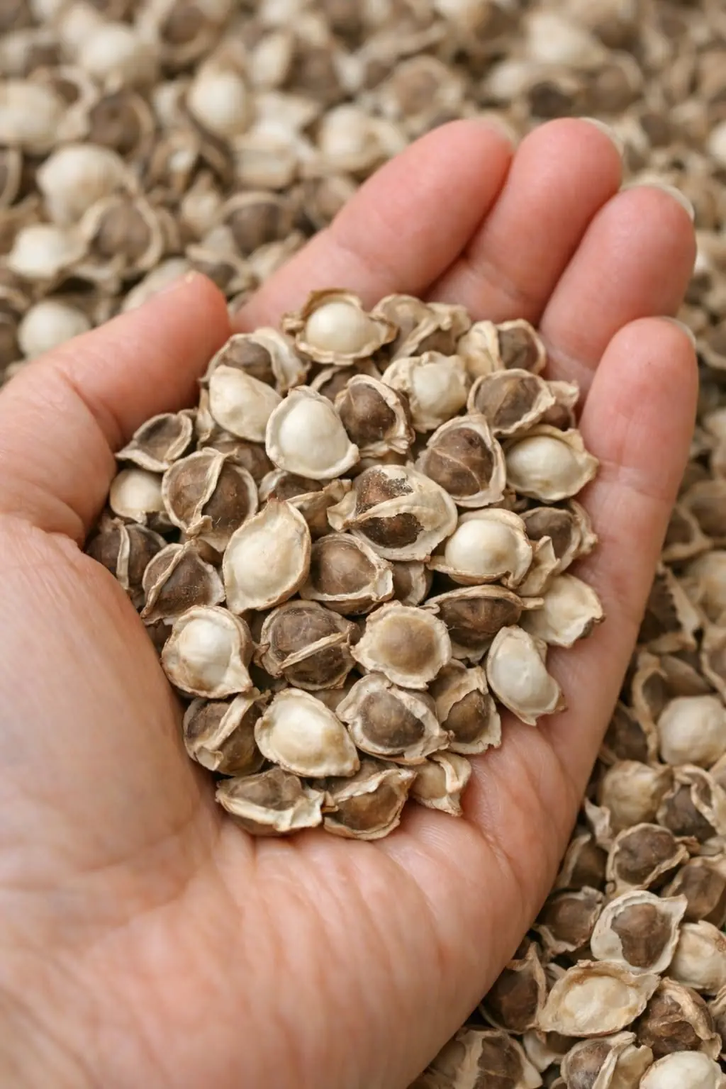 The Unbelievable Health Benefits of Moringa Seeds (Evidence Based)