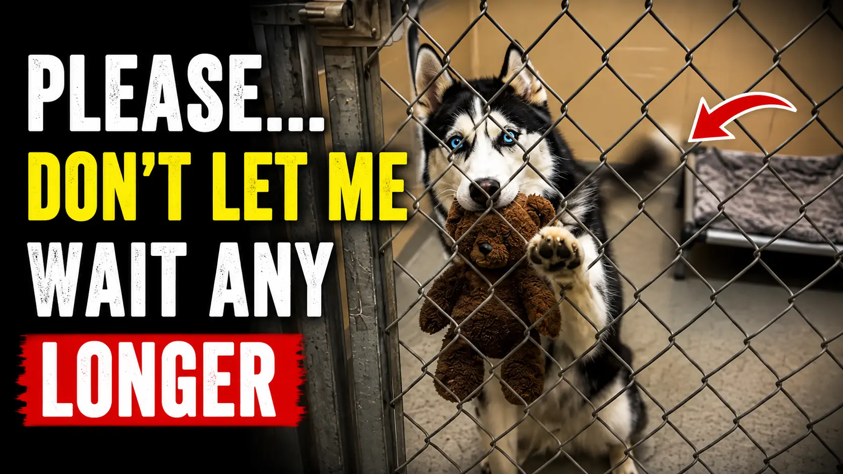 Max and Shadow’s Recovery After Waiting Together for Their Owner