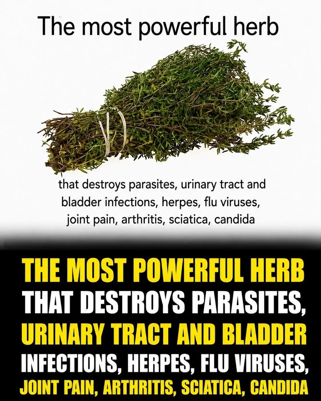 Can One Herb Really Destroy Parasites and Fight Urinary Tract Infections? Here's What the Science Says