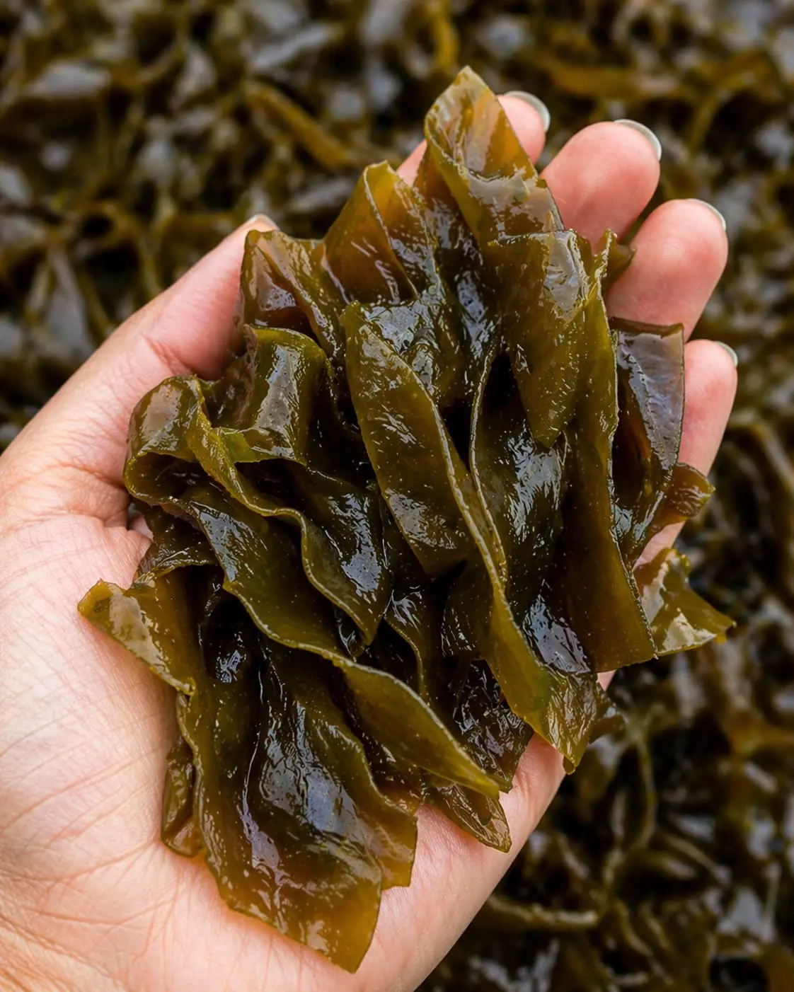 Proven Health Benefits of Sea Kelp: For Weight Loss, Thyroid, Heart Health and More