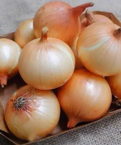 Evidence Based Benefits of Onions Including Nutrition Facts (Science Based)