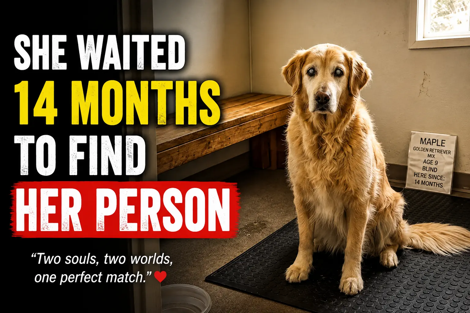 Maple’s New Life After 14 Months Waiting at the Shelter