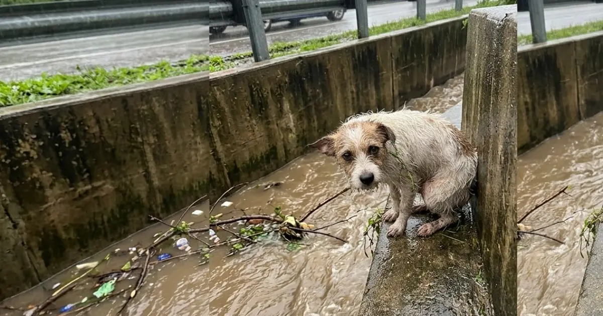 A Tiny Dog Was Found Trapped Above Rushing Water Beside a Highway