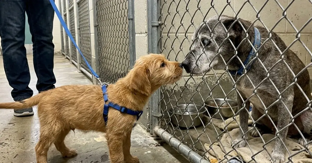 A Puppy Stopped to Say Goodbye to His Senior Friend Before Leaving the Shelter
