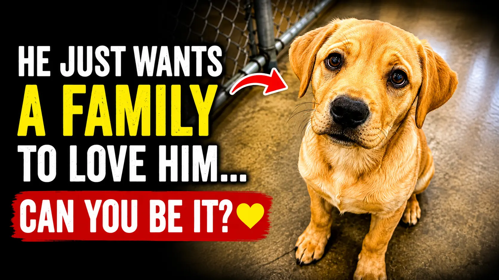 Monkey Is Still Waiting for His First Real Home