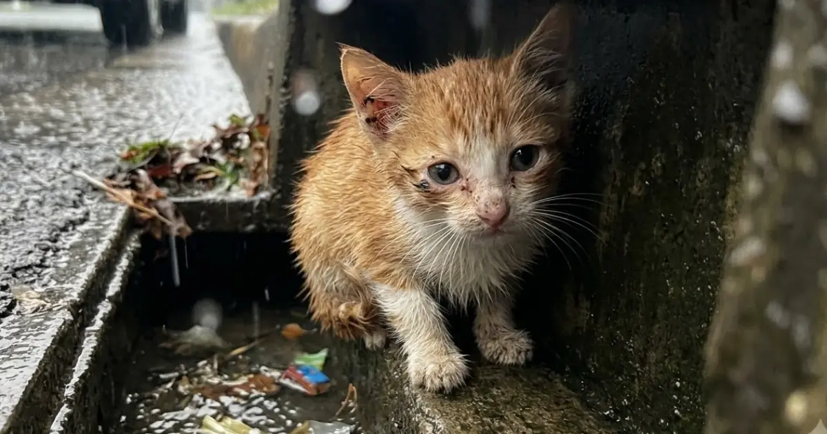 A Weak Kitten Was Found Trapped Inside a Flooded Storm Drain