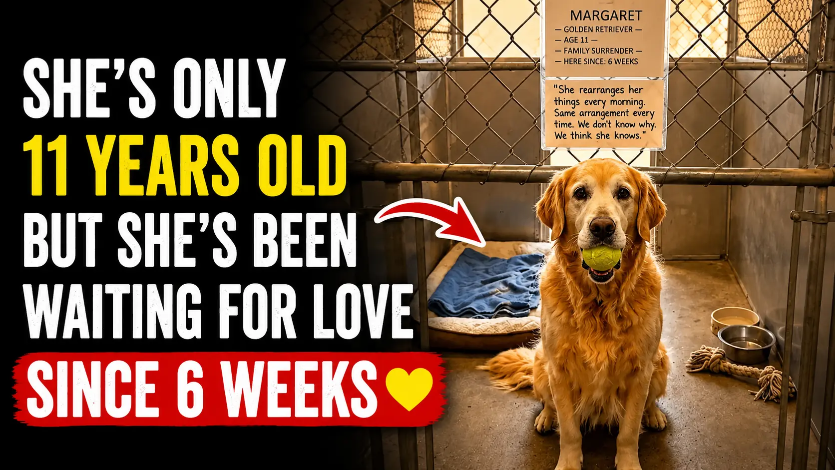 Charlie Is Still Waiting for a Home With His Old Tennis Ball