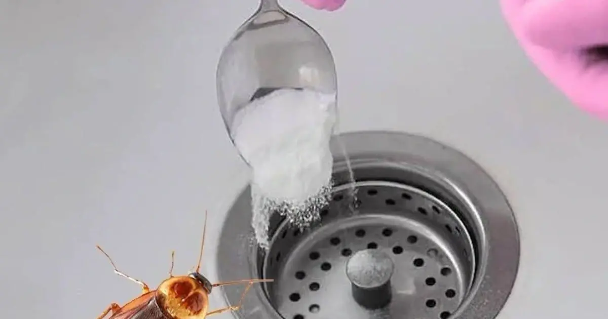 Tired of Cockroaches