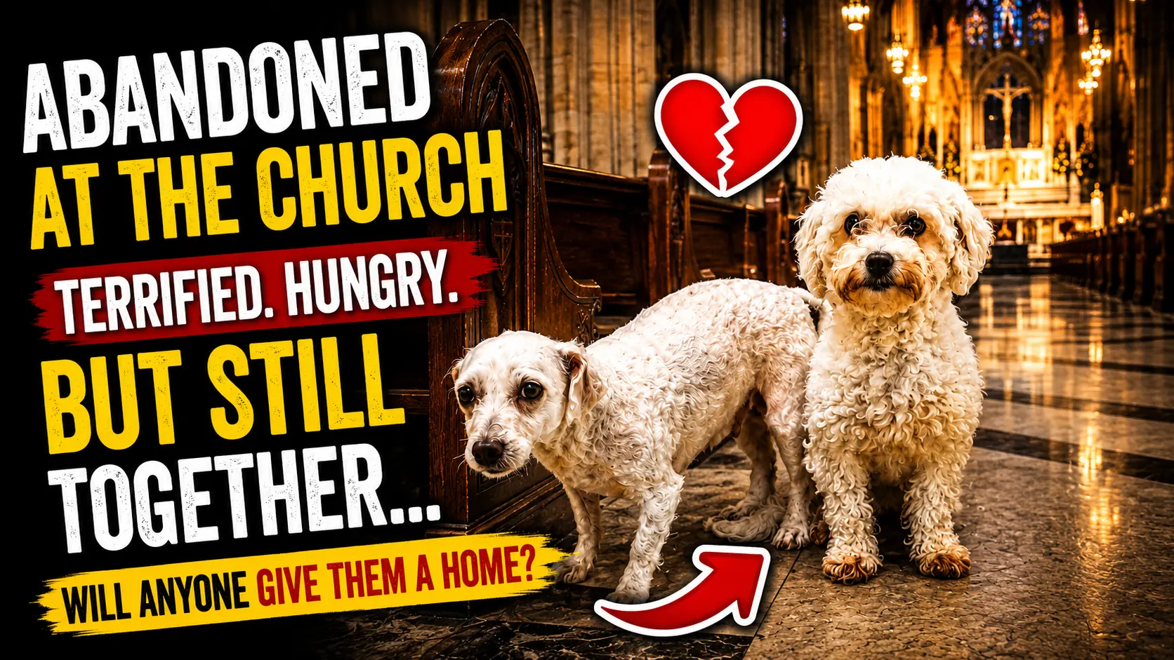 Milo and Daisy Are Still Waiting for a Home After Being Abandoned on Christmas