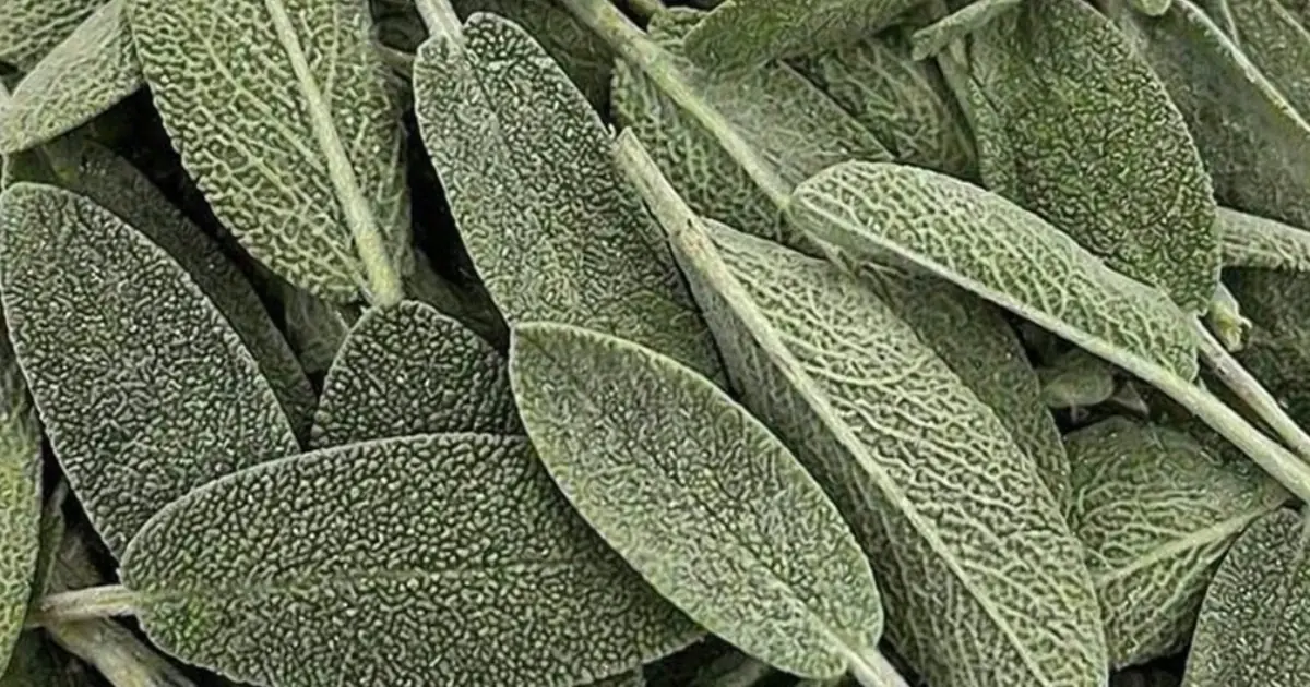 Proven Health Benefits of Sage (Science Based)