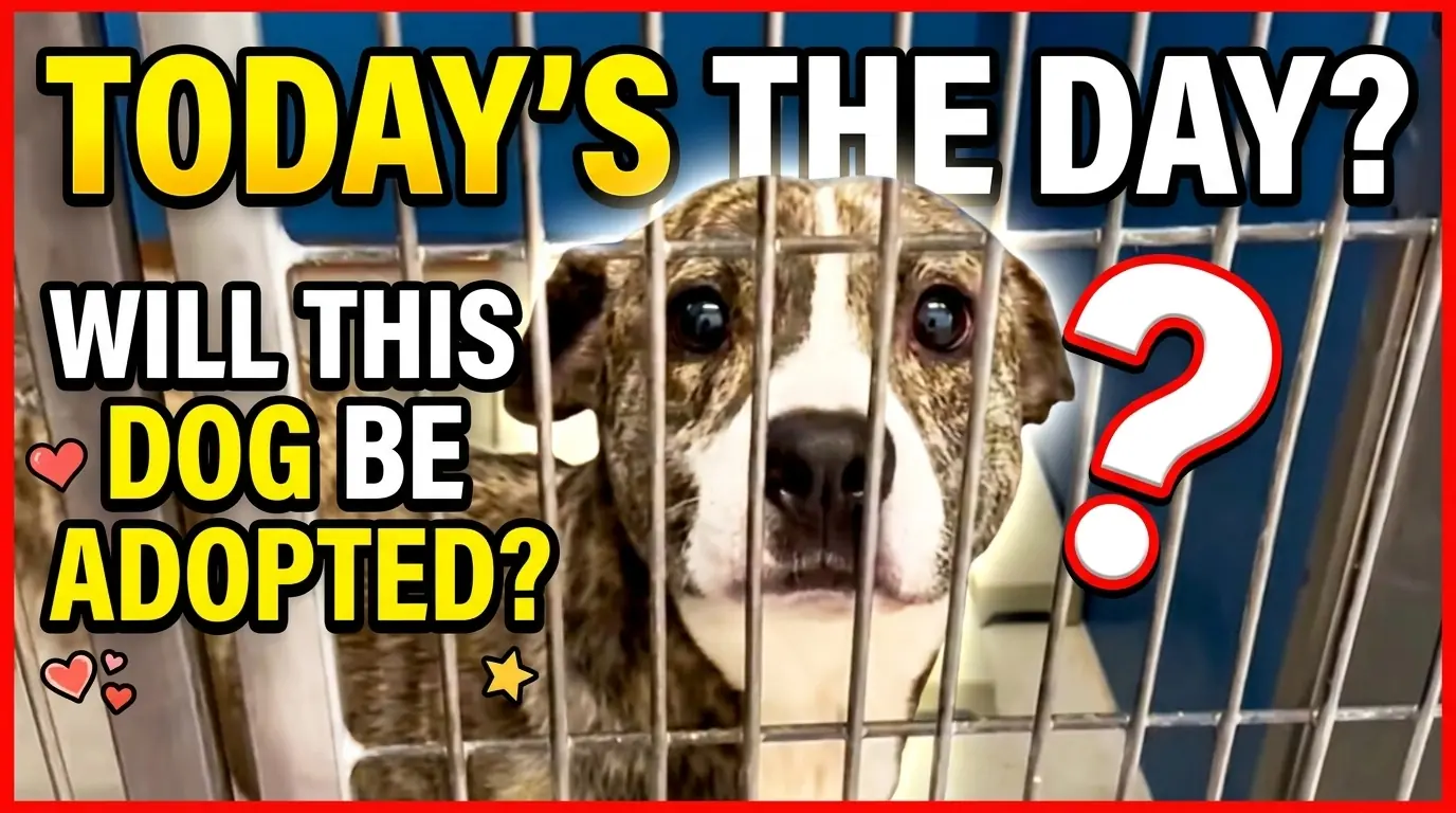 Mason Finally Finds a Home After Waiting So Long for Someone to Choose Him