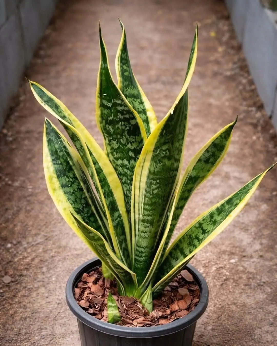 If You Have This Plant in Your House, Then You Have a Natural Air Purifier (and So Much More)