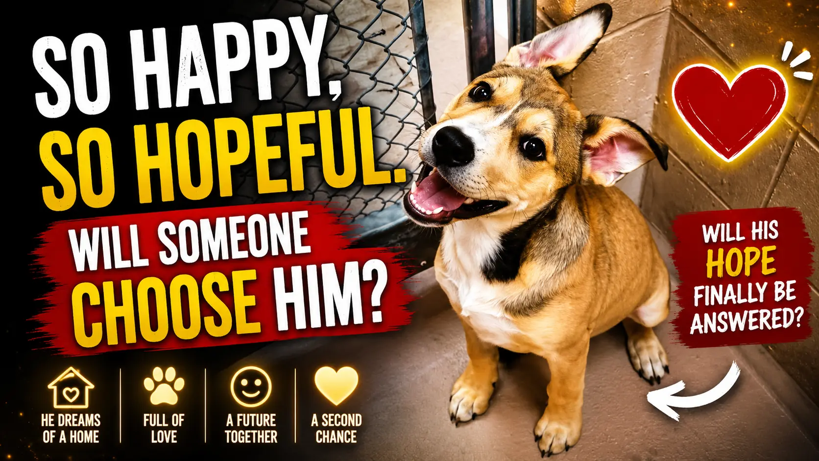 Buddy Is Still Hoping to Be Chosen After Two Years at the Shelter