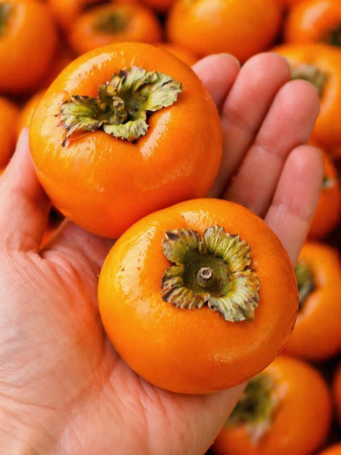 Persimmon: Proven Benefits, Nutrition, and How to Eat It