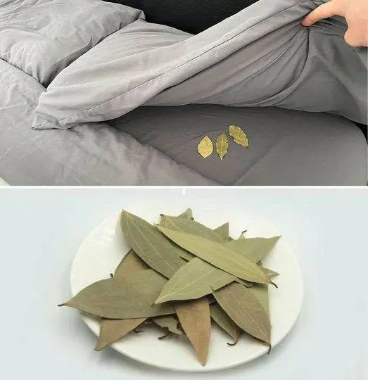 Put Bay Leaves Under Their Bed