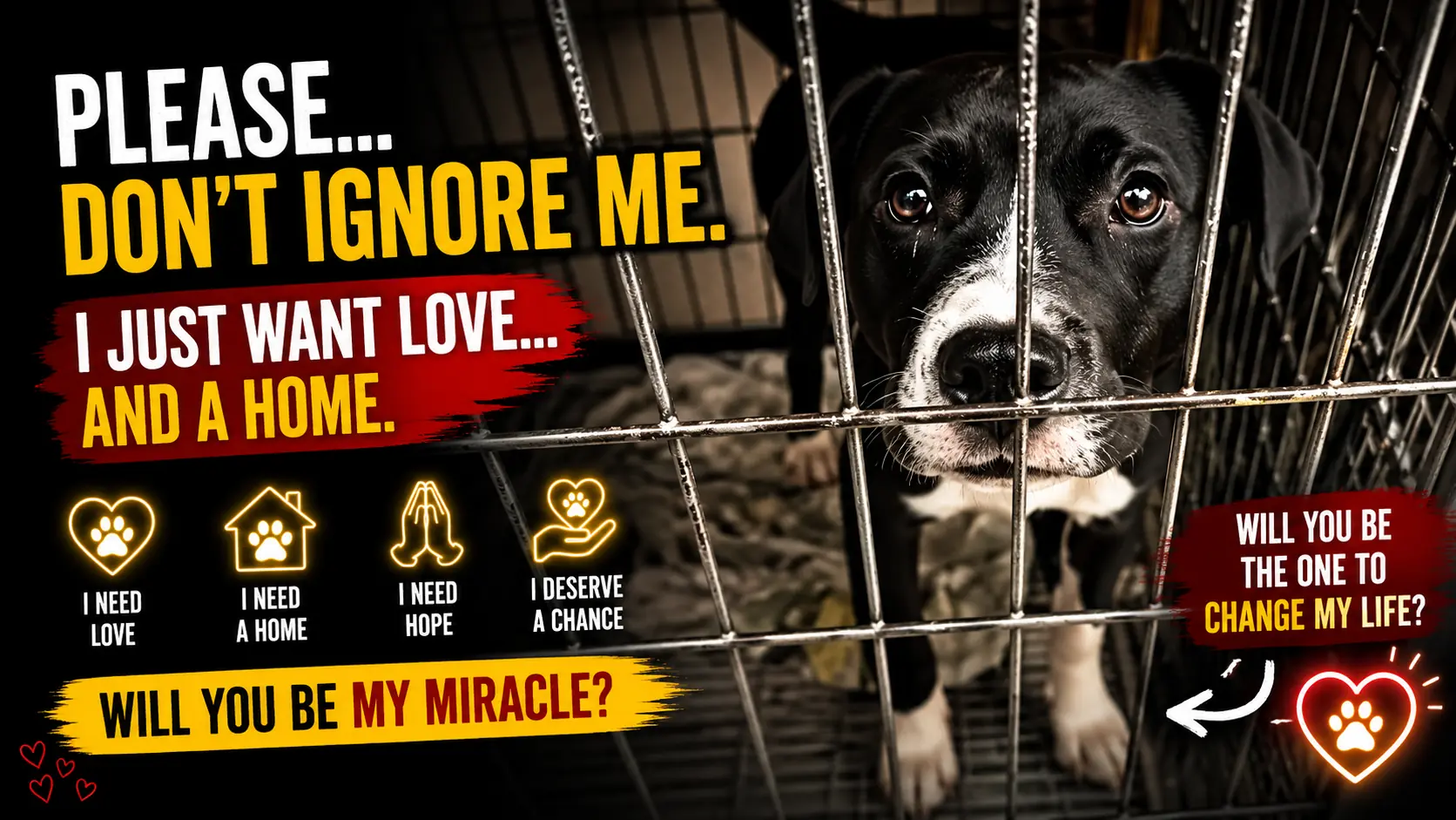 Benny Is Still Waiting After Two Years at the Shelter