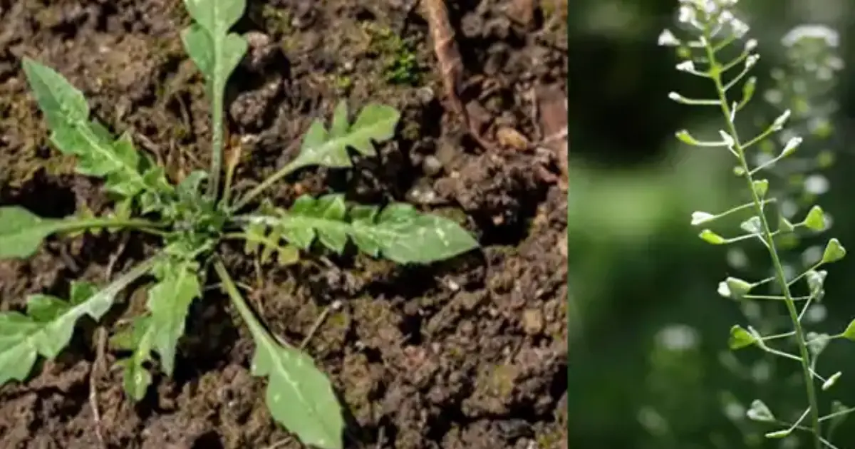 Shepherd’s Purse (Capsella bursa-pastoris): A Medicinal Herb with Powerful Benefits